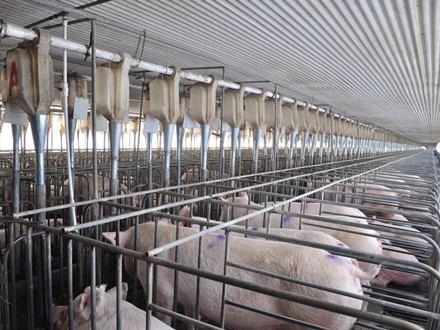 豬屠宰車間電子設計要求