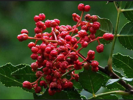 DB61/T 72.5-2011 花椒質量等級