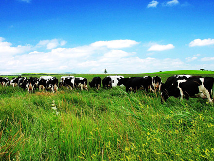 T/DACS 001-2021 中國奶業D20標準 生牛乳