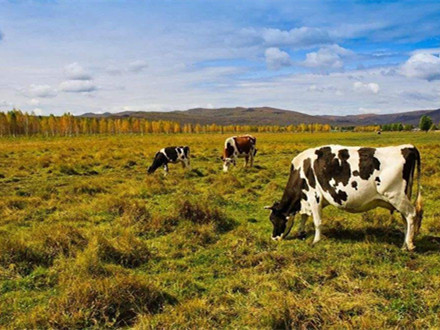 T/SDAA 005-2021 山東學生飲用奶奶源基地管理規范