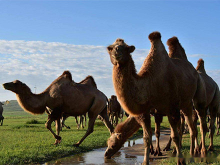 T/CAAA 010-2019 發酵駝乳