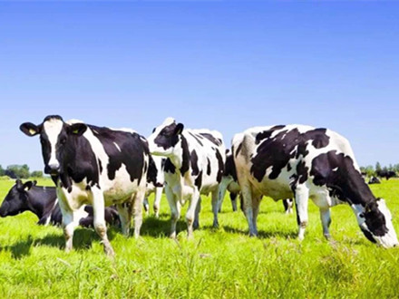 T/DAC 002-2017 學生飲用奶 奶源基地管理規范