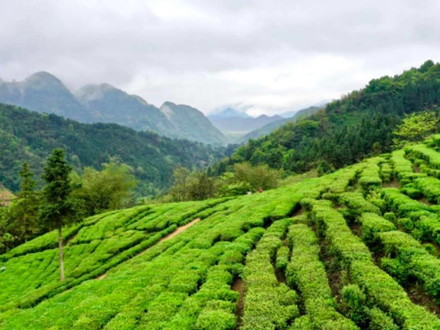 T/SGAS 005-2022 羅坑茶采摘及分級標準