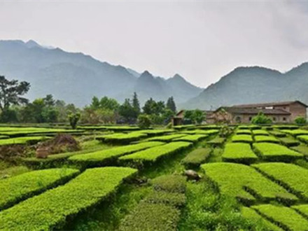 T/SGAS 006-2022 羅坑茶加工技術規程