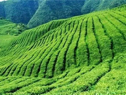 T/SGAS 007-2022 羅坑茶產品質量要求