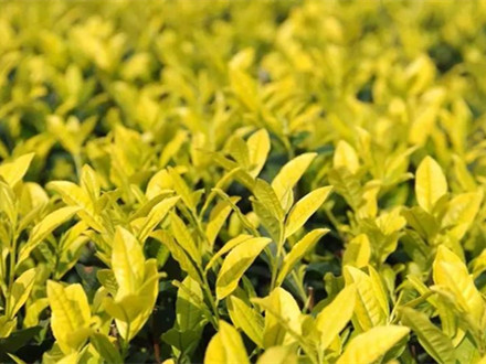 T/TTSPHYXH 008-2022 天臺黃茶扁形綠茶機械加工技術規程