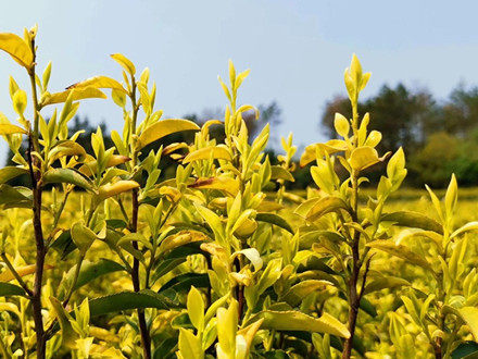 T/TTSPHYXH 009-2022 天臺黃茶朵形綠茶機械加工技術規程