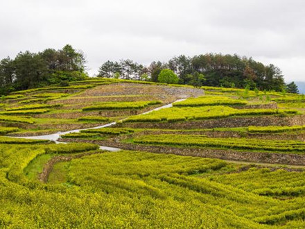 T/TTXSPHYXH 010-2022 天臺黃茶實物標準樣制作規程
