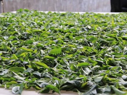 T/CTSS 59-2022 光萎凋紅茶加工技術規程