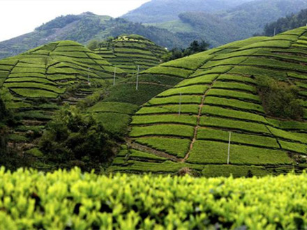 T/SYTIA 001-2022 覺農·翠茗茶