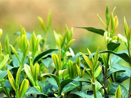 DB5107/T 102-2022 北川茶葉加工技術規范