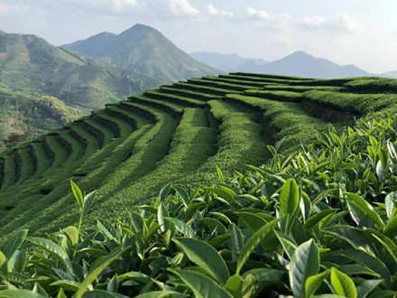 GB/T 14487-2017 茶葉感官審評術語