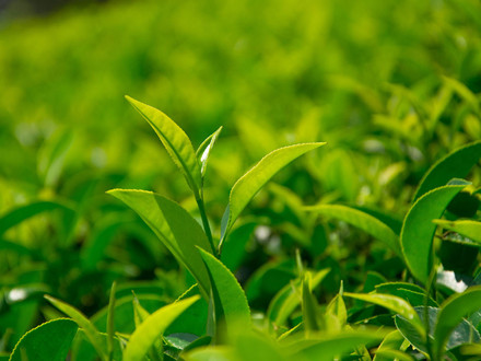 GB/T 32744-2016 茶葉加工良好規范